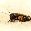 Cvrcek polni - Gryllus campestris - Field Cricket 9440